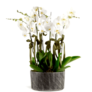 10 branch Orchid