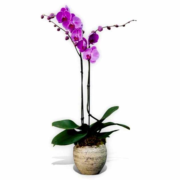 Double stemmed pink orchid