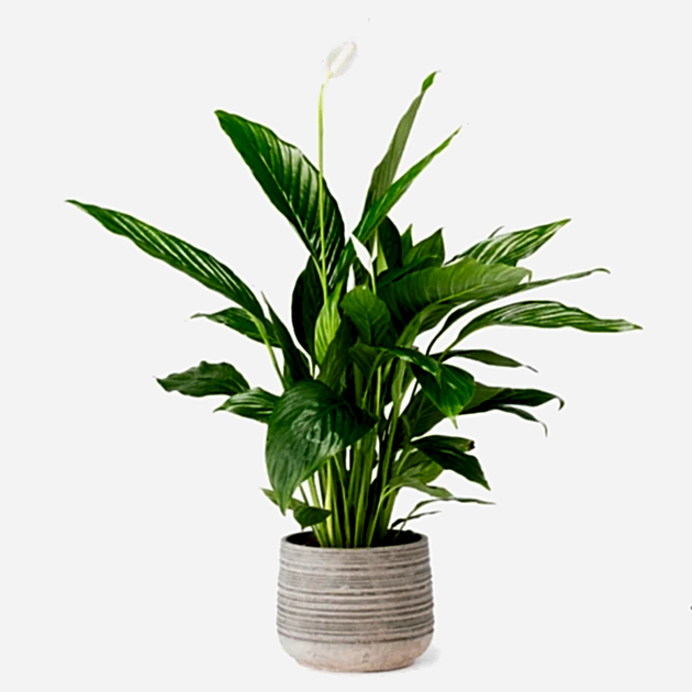 Emerald Palm