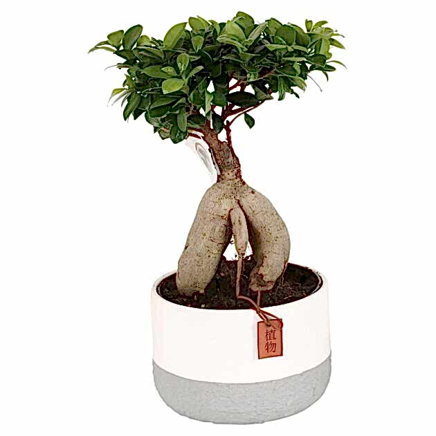 Fıcus Bonzai