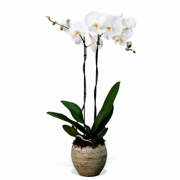 home plant delivery ıstanbul turkey