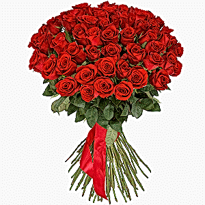 51 Premium Red Roses