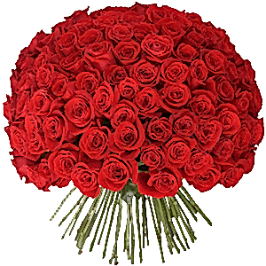 101 Ecuador Roses
