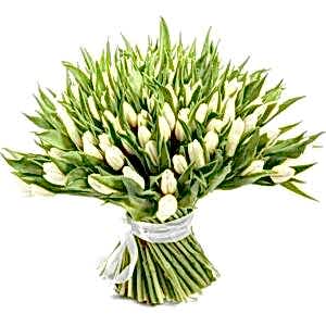 White tulips