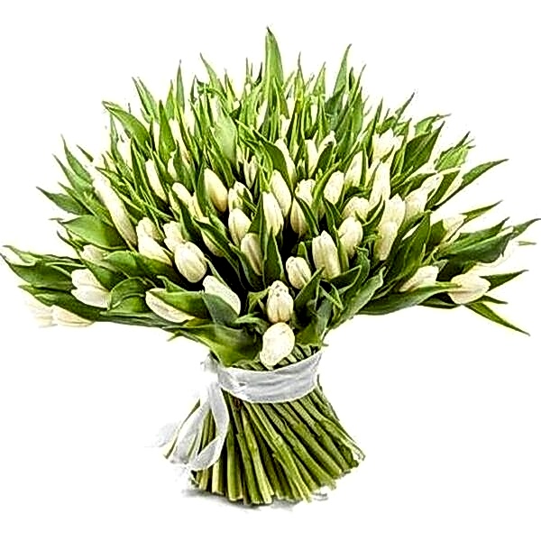 White tulips