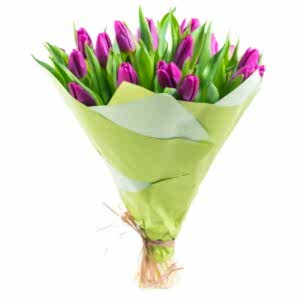 Mor Tulips
