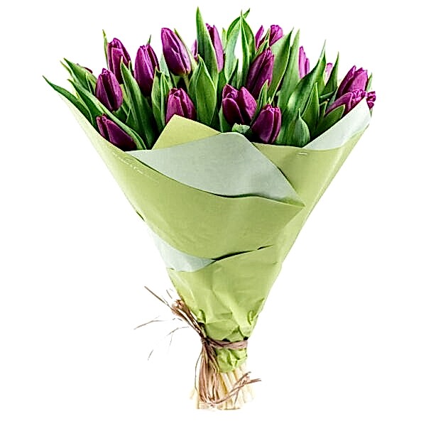 Mor Tulips
