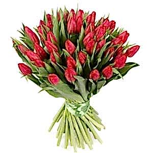 Red Tulips