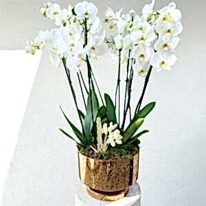 8 Branch Orchid White